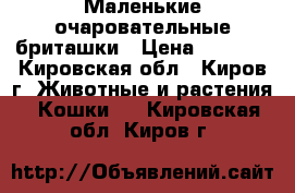 Маленькие очаровательные бриташки › Цена ­ 2 500 - Кировская обл., Киров г. Животные и растения » Кошки   . Кировская обл.,Киров г.